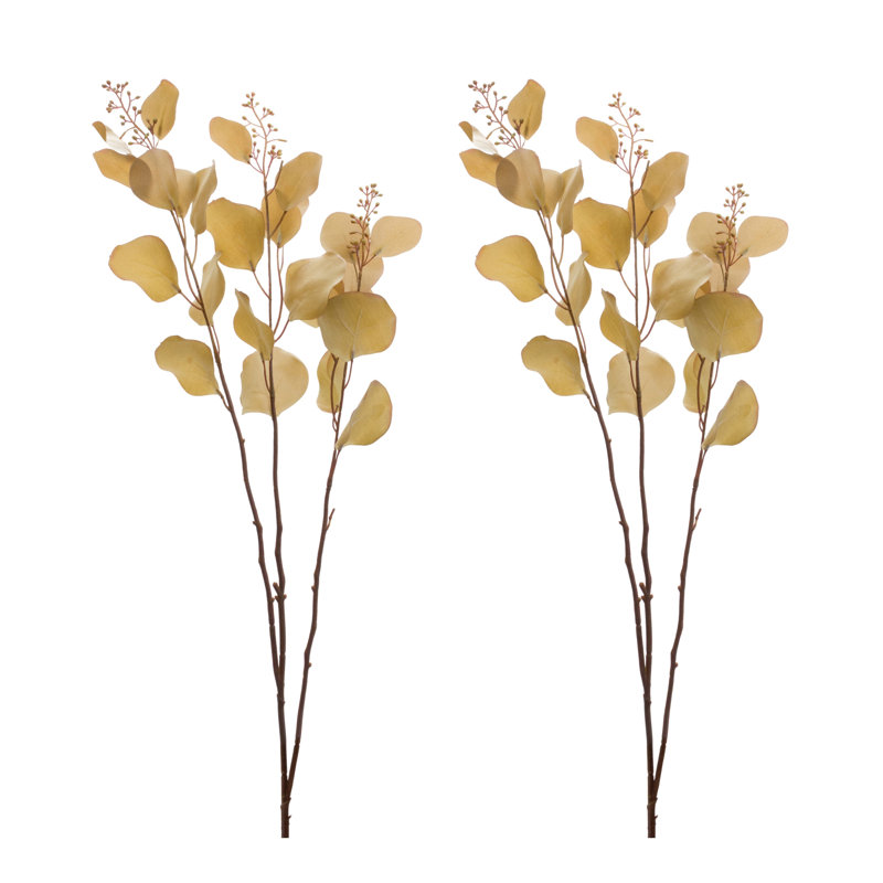  Tige d'eucalyptus , Brun