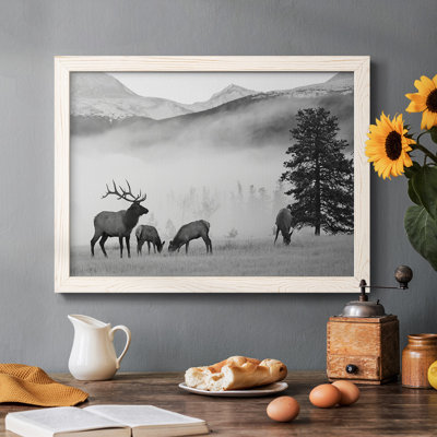 " Mountain Elk "