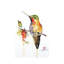 Colibri sur une branche - impression-52359529-52359524