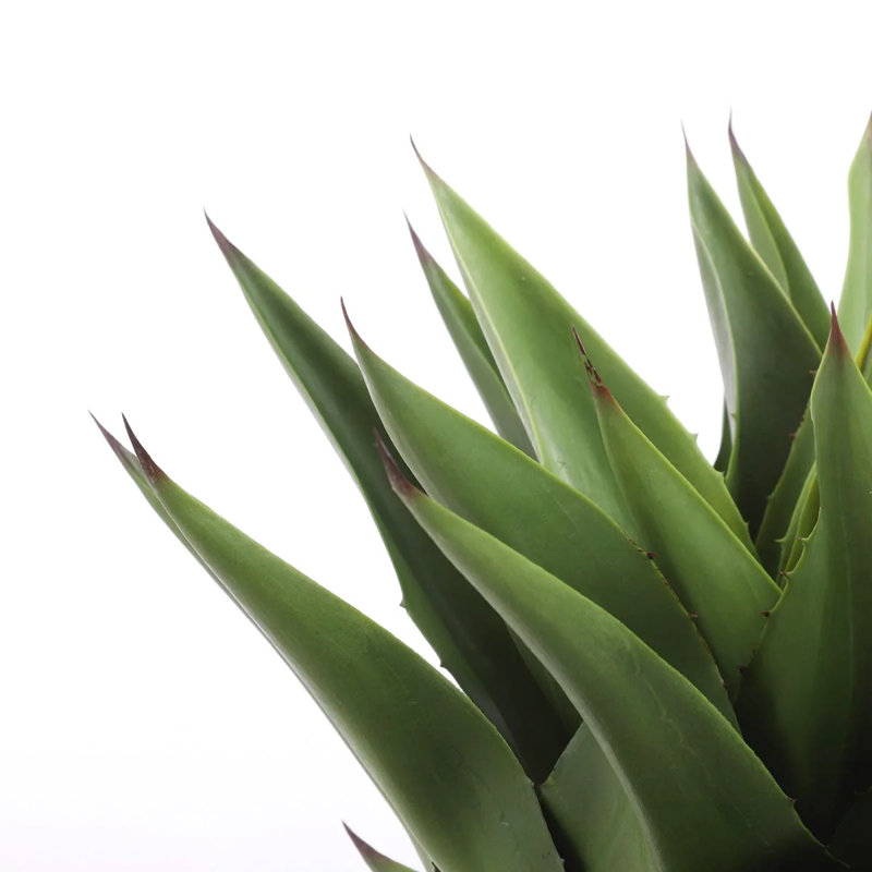 80cm Agave Plant in Pot