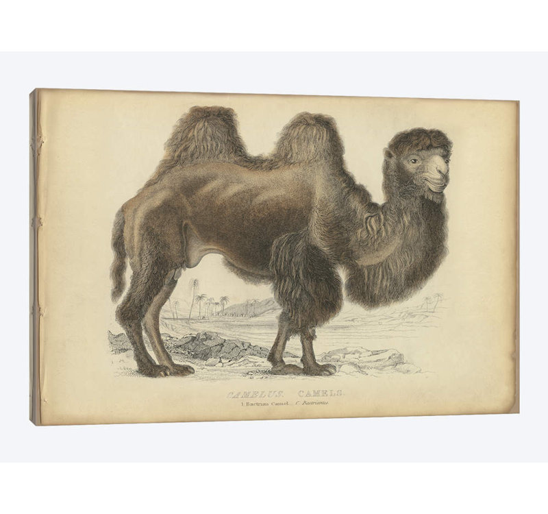 « mixte bactrian », reproduction sur toile, H 8 po x l 12 po x P 0,75 po, Toile tendue, Pas de tapis