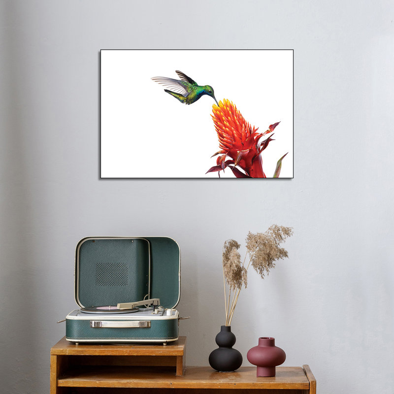 Toile en métal Stepreix - Colibri mangue à gorge noire se nourrissant de nectar de fleurs, Argentine par Agustin Esmoris - reproduction d'art mural