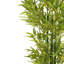 Ensemble de plantes Nadia-132797845-132797844