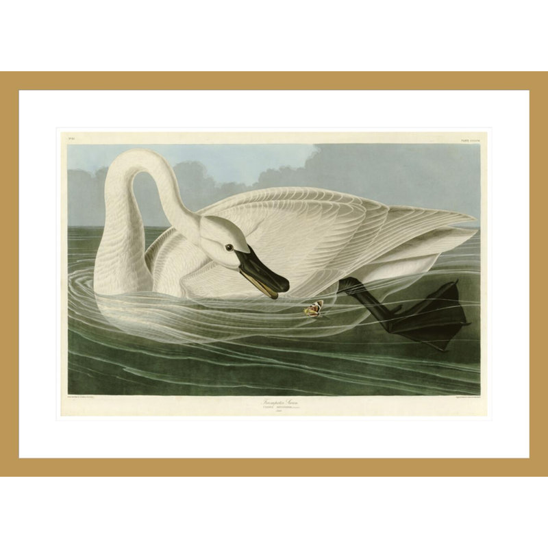 «Trumpeter Swan» par John James Audubon, impression giclée sur cadre, H 21,83 po x l 29,5 po