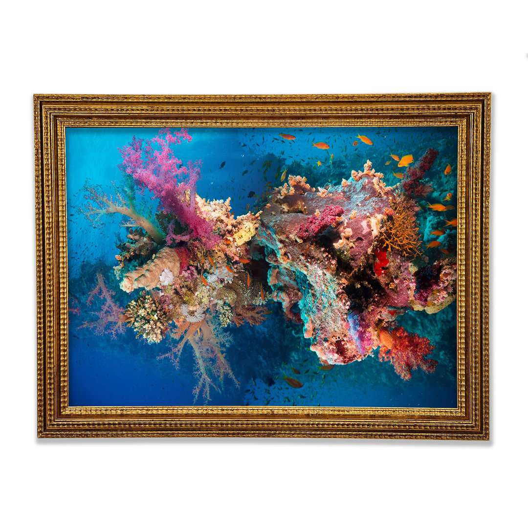 Coral Reef Habitat - Einzelne Bilderrahmen Kunstdrucke