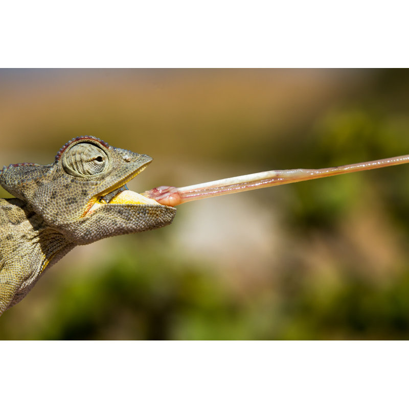 Desert Chameleon - Photographie sur toile tendue, H 20 po x l 30 po