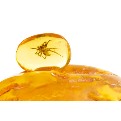 " Baltic Amber Spider " by Robertkacpura