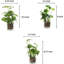 Ensemble de 3 plantes à feuilles persistantes artificielles en terrarium