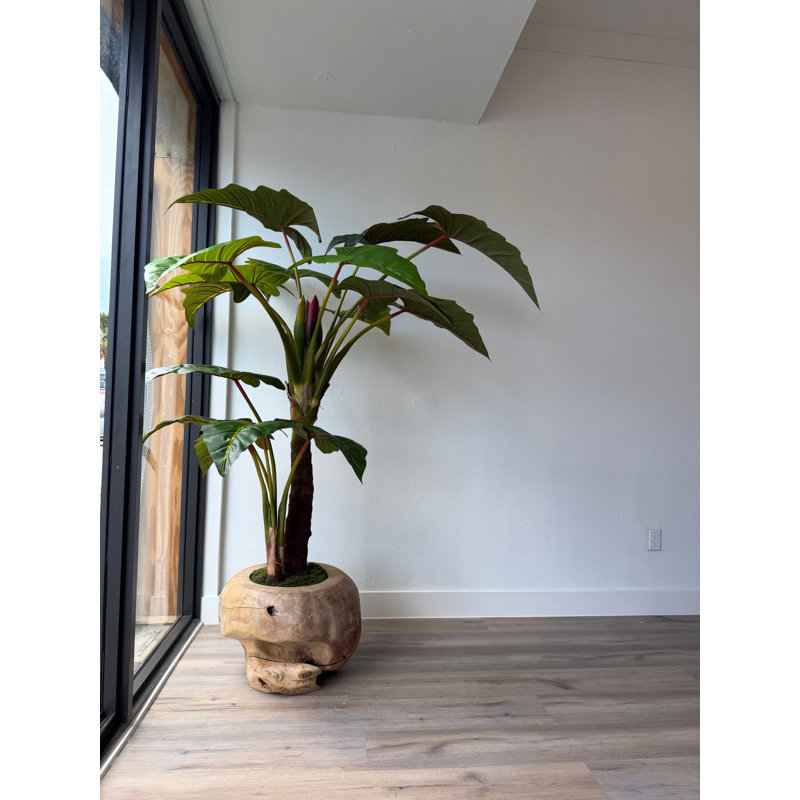 Oversized Teak Bowl With Alocacia Plant