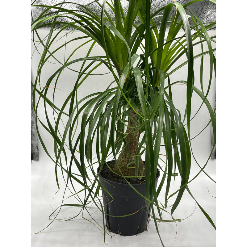 Ponytail Palm, 6 Inch