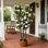 Arbre de camélia artificiel de 7 pi avec fleurs beiges, arbre de camélia artificiel avec des feuilles réalistes en pot, plante de camélia artificielle réaliste pour la décoration intérieure et extérieure