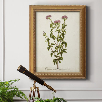 " Antique Herb Botanical I "