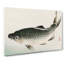 Carp Fish by Kono Bairei - Wrapped Canvas-55311533