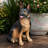 Outdoor Dog Statue
