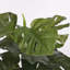 Monstera 48cm Plant