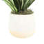 Cordyline panaché