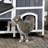 Versatile Outdoor Cat House with Multiple Features for Feline Comfort