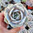 The Next Gardener Live Succulent Plant in Planter