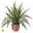 19" Potted Boston Fern
