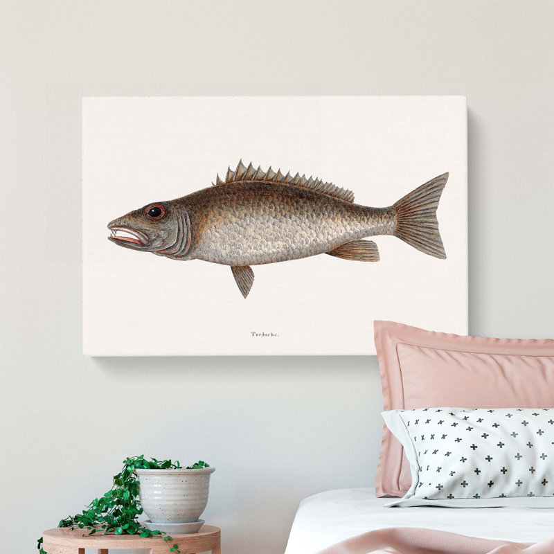Mangrove Snapper Fish by Mark Catesby - Wrapped Canvas Print, 50cm H x 76cm W x 3cm D