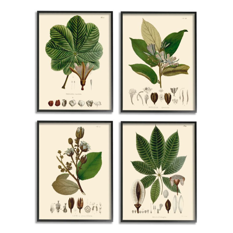 «Plant Anatomy charte», Illustration scientifique rétro - ensemble de 4 impressions, H 14 po x l 11 po