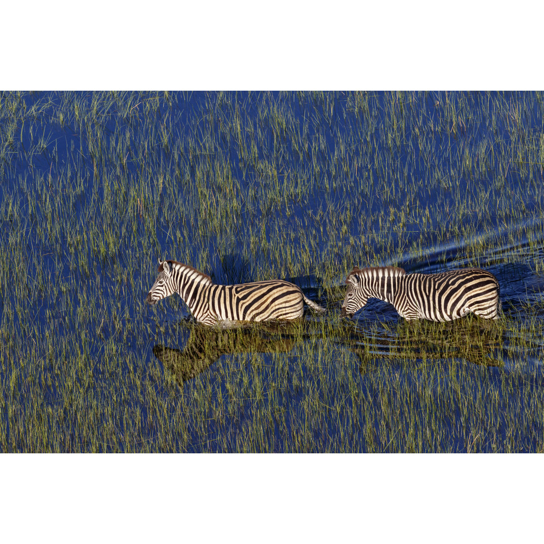 Zebras im Okavango-Delta von Oscar Benavides - Leinwand Kunstdrucke