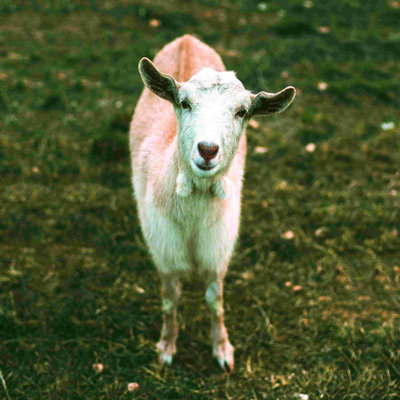 " Happy Goat "