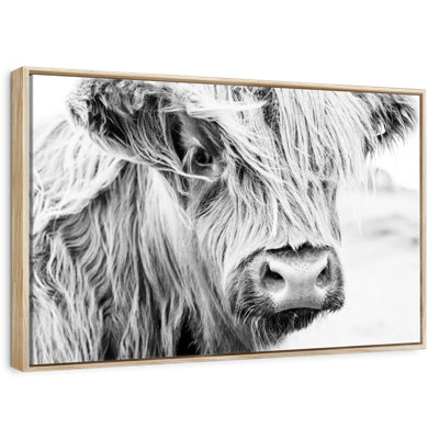 Vache à poils longs