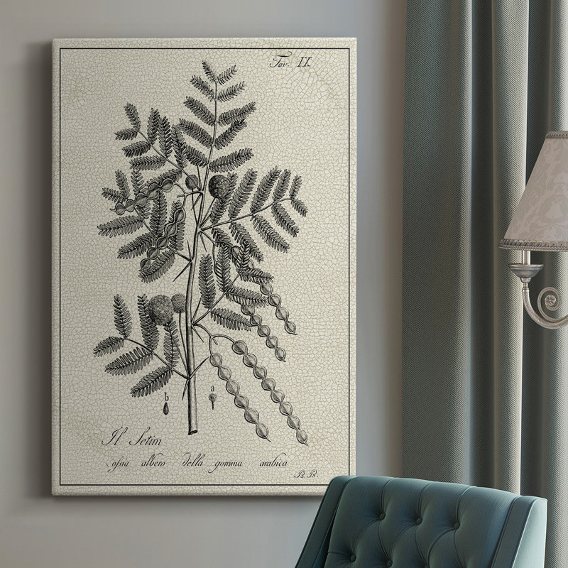 Antique Botanical I, impression sur toile tendue, L 8 po x H 12 po x P 1 po