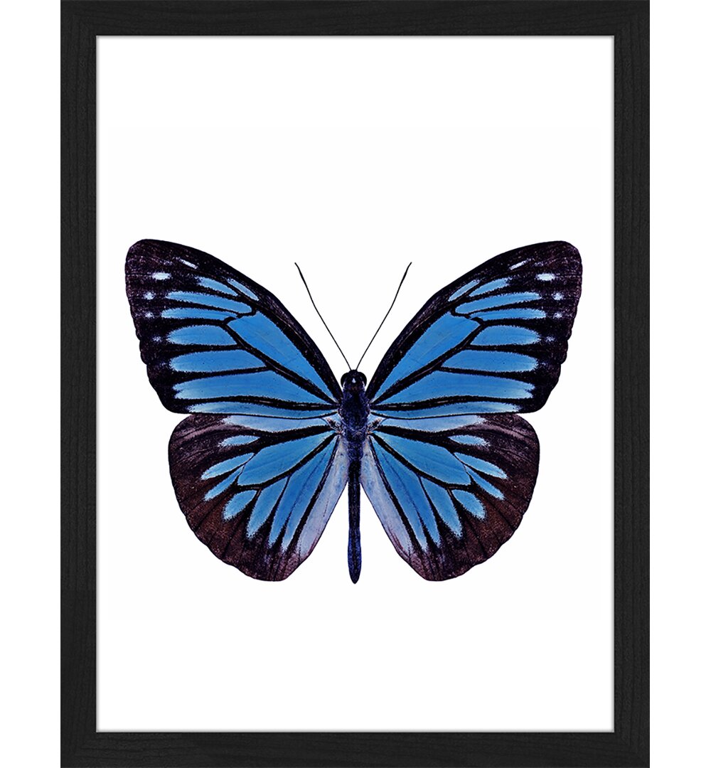 Blauer Schmetterling - Bilderrahmen Graphic Art Print auf Papier