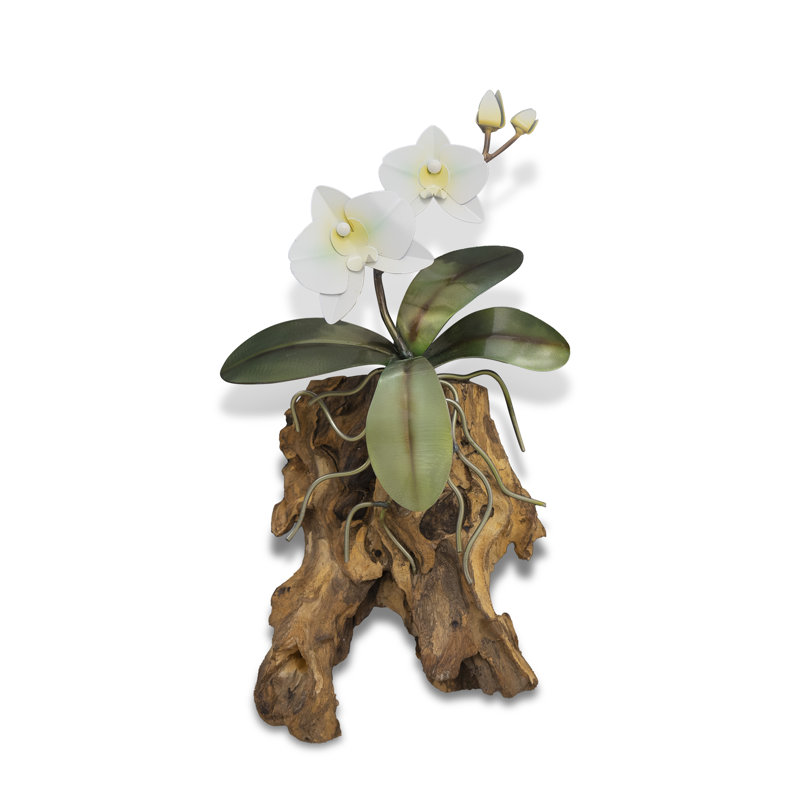 Orchidée phalaopsis, mur blanc