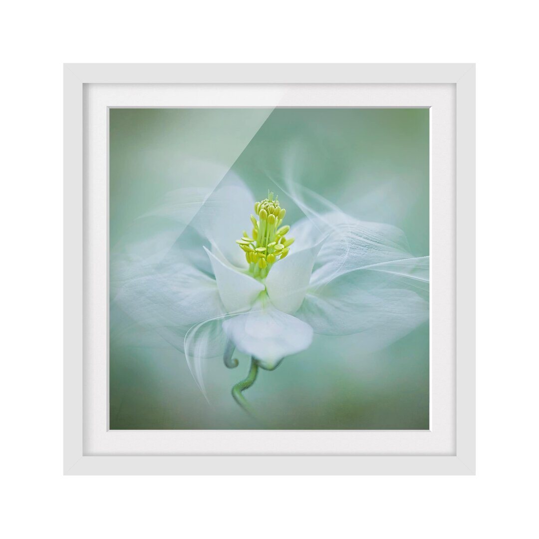 Gerahmter Fotodruck White Columbine