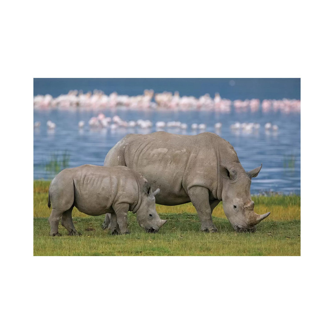 White Rhinoceros Mother And Juvenile Grazing, Lake Nakuru, Kenya