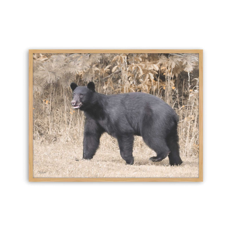 «Nosy Bear» par Lori Deiter, reproduction d'art, L 24 po x H 18 po, Tanné, Impression encadrée