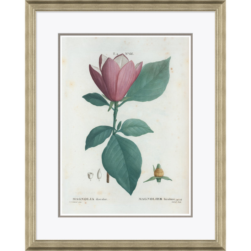 Magnolia Giclee Print by Paul Cezanne