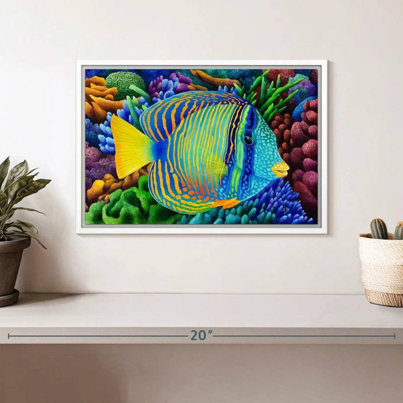 Sailfin Tang, Cadre flottant blanc, 13 po x 9 po