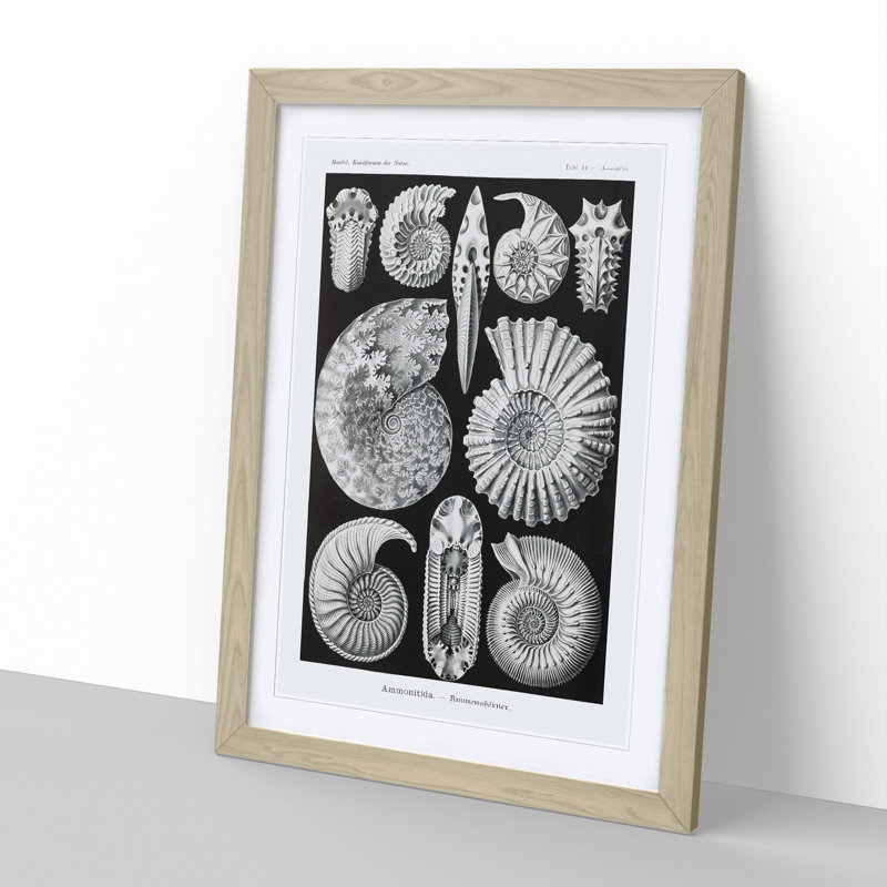 Seashells Ammonitida by Ernst Haeckel - Picture Frame Graphic Art, 36cm H x 27cm W x 2cm D, Oak Framed