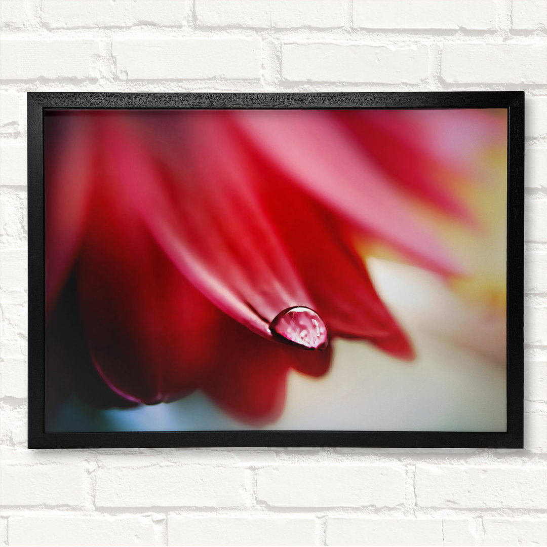 Drop On Flower Petal Gerahmter Druck