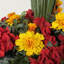 Centre d'intérêt Marigold en pot