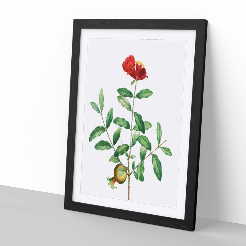 Pomegranate Tree Branch by Pierre-Joseph Redoute - Picture Frame Painting Print, 48cm H x 36cm W x 2cm D, Black Framed