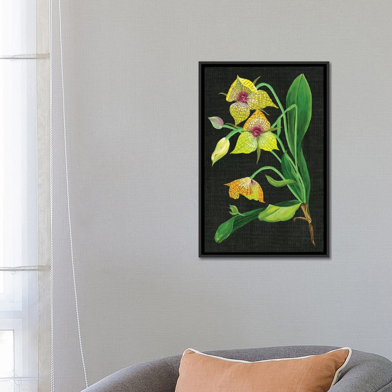 « telipogon caulescens i », reproduction sur toile, H 26 po x l 18 po x P 1,5 po, Toile avec cadre noir, Pas de tapis