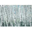 « pelure tree trunks ii », peinture sur toile tendue-1666496178
