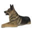 Lying German Shepherd