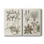 Revue botanique sépia VI - Toile tendue avec châssis de qualité supérieure - Prêt à être accroché-1259814304