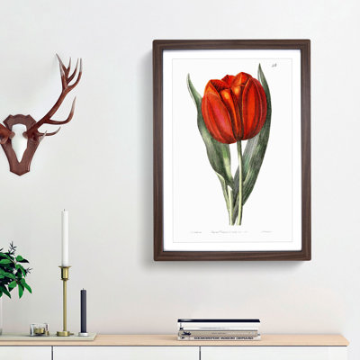 Red Tulip - Picture Frame Painting Print