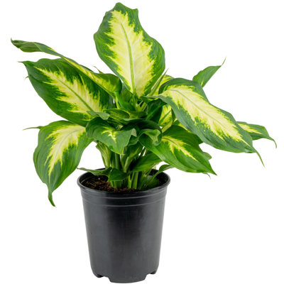 Dumb Cane in Nursery Pot