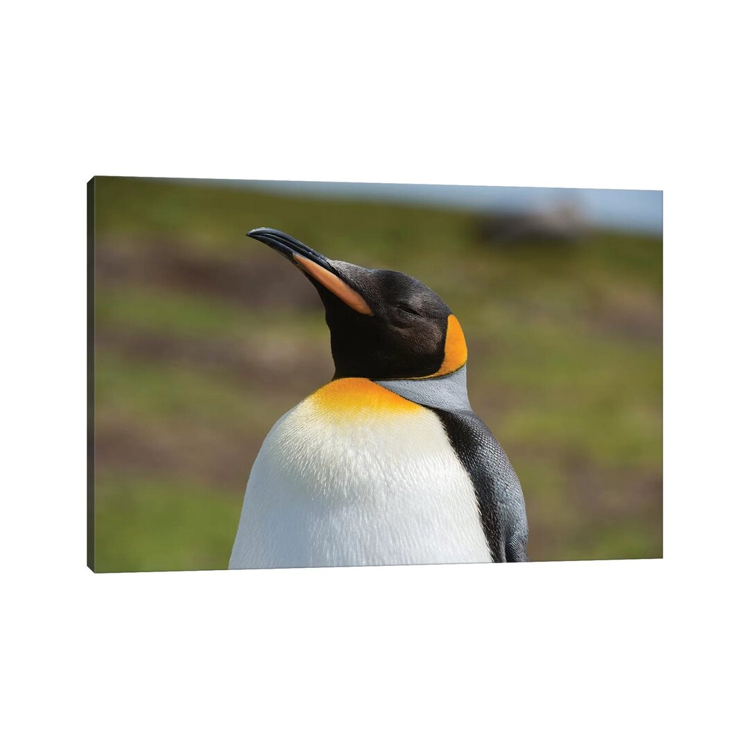 Portrait Of A King Penguin, Aptenodytes Patagonica. von Sergio Pitamitz - Galerie-verpackte Leinwand Giclée