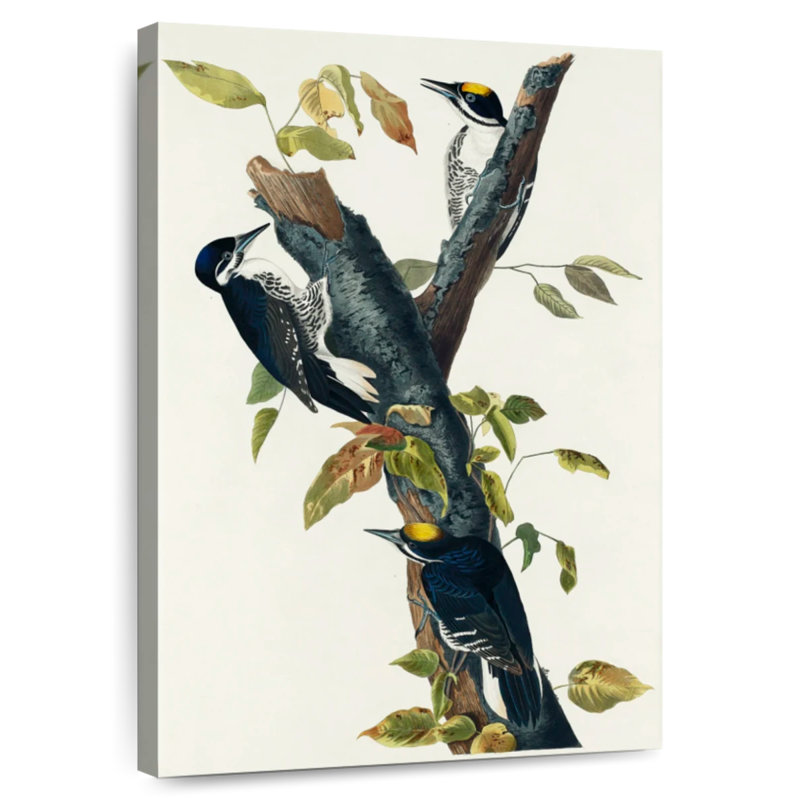 Keiri Three-Toed Woodpecker, 30" H x 20" W