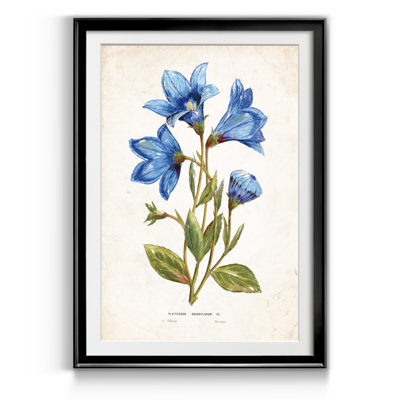 «Botanical II», reproduction d'art sur papier encadré