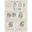 Havre pour animaux de compagnie American